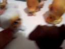 Huckleberry Universe (LPS TUrkey Day/Thanksgiving)Part 2 Huckleberry Universe (LPS TUrkey Day/Thanksgiving)Part 2