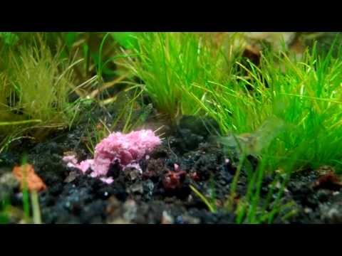 how to cure ghost shrimp