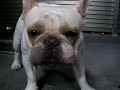 ????????????????????????? [French bulldog, MIRCO  \"This ice is so good!\" ]