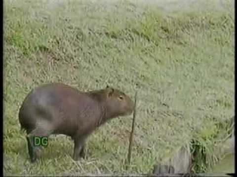 Uma Incrivel Capivara Amiga,Folgada e de Estimação - Videorreporter Duilio Galli - Ibitinga