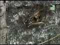 Animal Planet Al Extremo - Enjambres (5/5) Animal Planet Al Extremo - Enjambres (5/5)