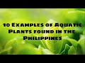 Aquatic Plants For Aquarium In Philippines