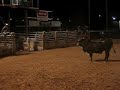 Stubborn Bull