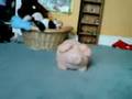 videos de Bye Bye Pig