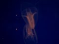 bioluminescent jellyfish
