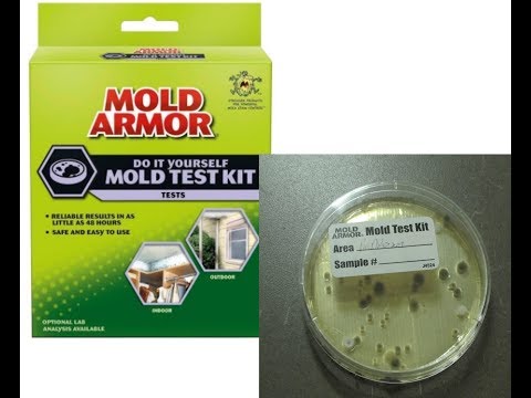 video-linktoworks-DIY Home Mold Test Kit Review