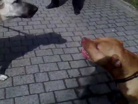 Kangal Dövüşü - KANGAL MAGIC VS REDNOSE ATILLA KANGAL 11 MONATE 80 CM GROSS.