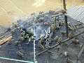 Yakushima Macaque - Inuyama Monkey Park #3