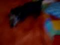 Silky Terrier video