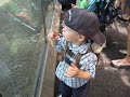 Corey is Scared of the Big Orangutan - July 30, 2009