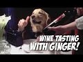 Wine Tasting with Ginger - dog eats with hands golden retriever