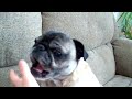 very funny dog! (pug)