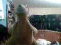 videos de our pal crazy