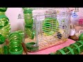かわいい子供ハムスターが新しい家に入る瞬間② 〔 The moment the cute child hamster is entering a new house〕 ハムスターの研究レポート