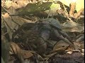 Sunderbans and Mangroves