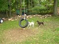 A lazy day in the backyard