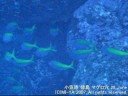 Great Tunas ????? ?? ???? 2007