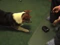 Corgi versus remote control whoopee cushion