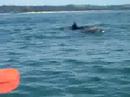 Go Sea Kayak Byron Bay with Dolphins