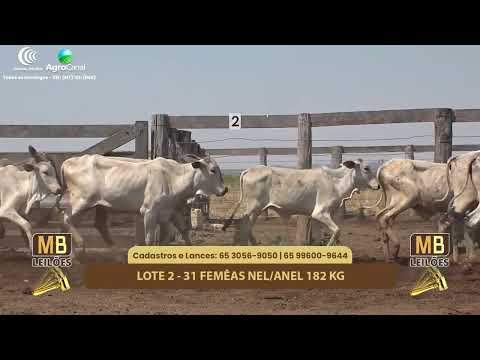 515� LEIL�O VIRTUAL MB LEIL�ES
