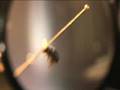 Mountain Pine Beetle The FallDown Documentary