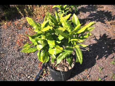 how to transplant aucuba