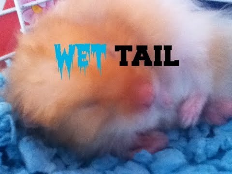 how to cure wet tail
