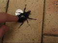 Rhinocerous Beetle