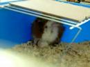 Asan the guinea pig 2