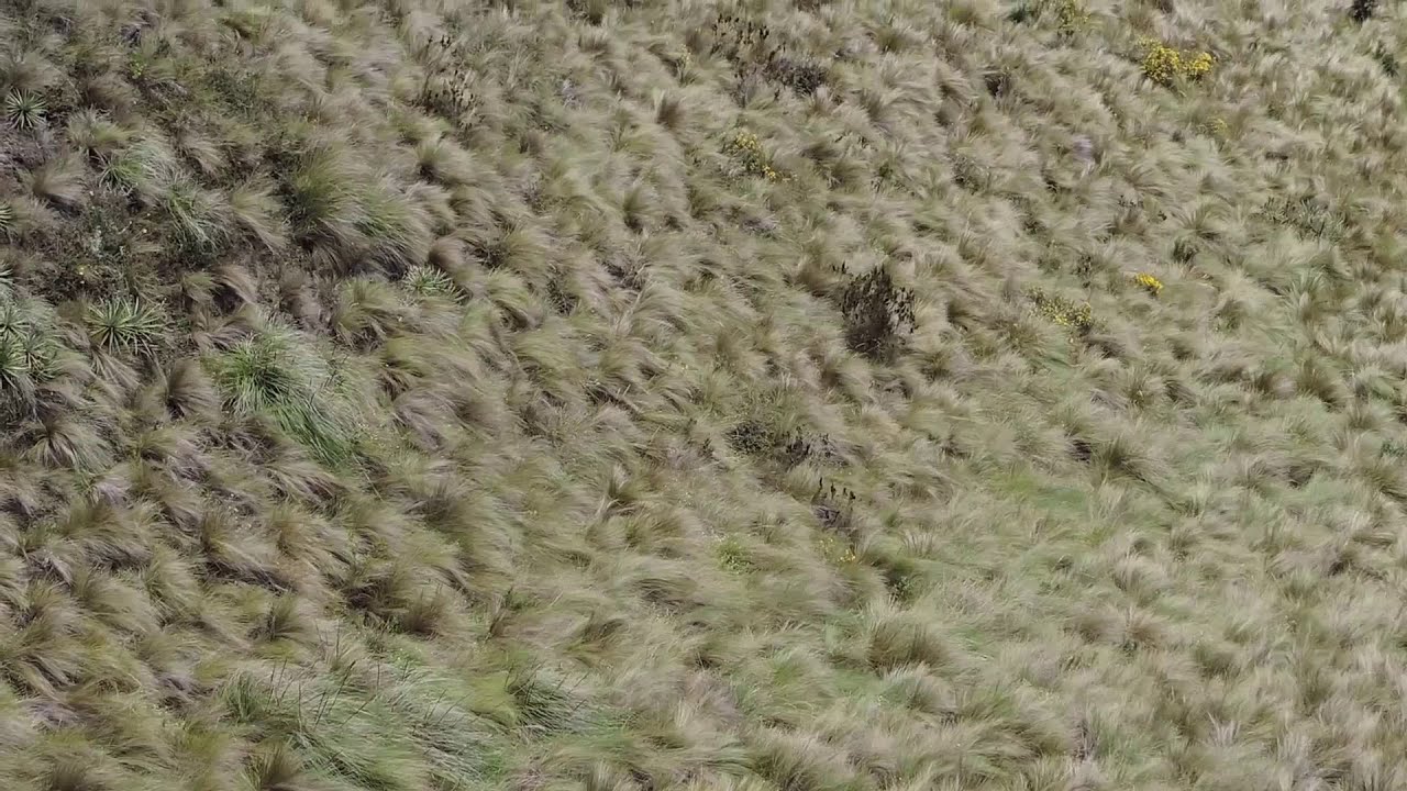 YURAK UKSHA Community