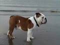 Bulldog Inglés video