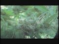 8 Foot Sativa