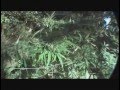 8 Foot Sativa