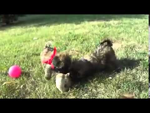 NATURAL tail! Mini (20-30lbs) Whoodle! Roxi