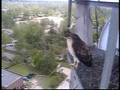 Redtail Wingersizing