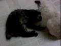 Kitties