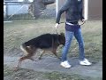 DSH Rüde-Xawa-Qleo-Len