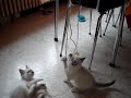 Mes chatons sacr� de Birmanie