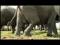 Baby African elephants struggle to cross the swamp in the wild - BBC wildlife