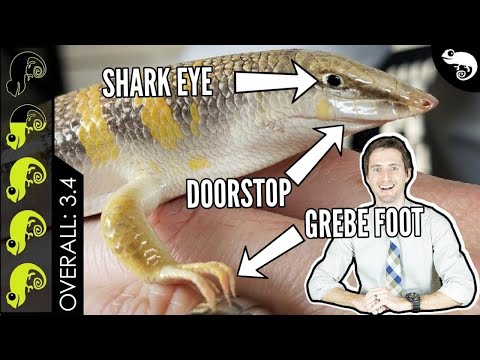YouTube reptile video