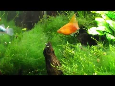 how to care platy fish