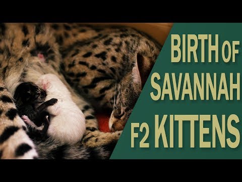 Birth of Savannah F2 kittens