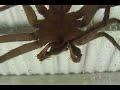 Spider- with theWho !!! Spider- with theWho !!!