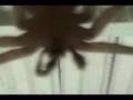 Spider- with theWho !!!