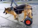 cane paralizzato, cane disabile, carrello per cane, carellino per cane cane paralizzato, cane disabile, carrello per cane, carellino per cane