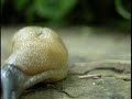 Big ugly slug Big ugly slug