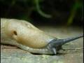 Big ugly slug