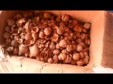 Станок для грецких орехов