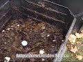 Growing Mushrooms