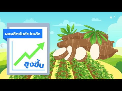 การเลือกใช้ท่อนพันธุ์มันสำปะหลังที่มีคุณภาพ.